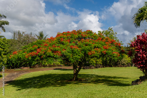 The beautiful tropical tree with red flowers called Delonix regia or Royal Poinciana in Kauai, Hawaii, United States.
 photo