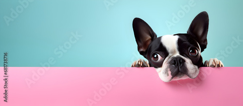 french bulldog puppy on blue background, dog puppy peeking over pastel bright background. advertisement, banner, card. copy text space. birthday party invitation 