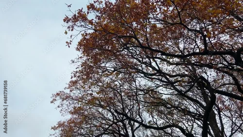 Bottom view of tree crowns against the background of sky and clouds in autumn. Bottom view of tree crowns against the background of sky and clouds in autumn.