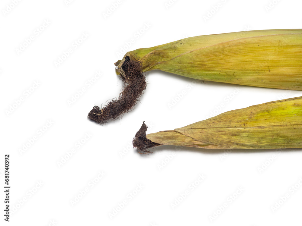 Fototapeta premium Cereal concept. Unhusked old corn on a white background. Corn with leaves. Maize with hairs.