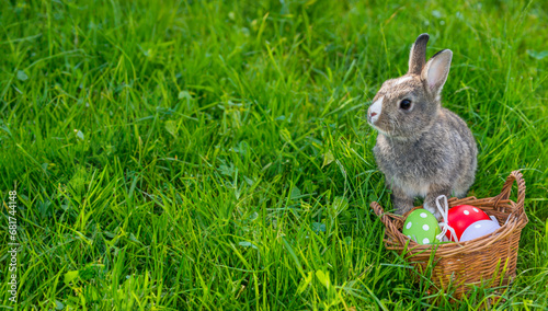 little rabbit and easter eggs in grass