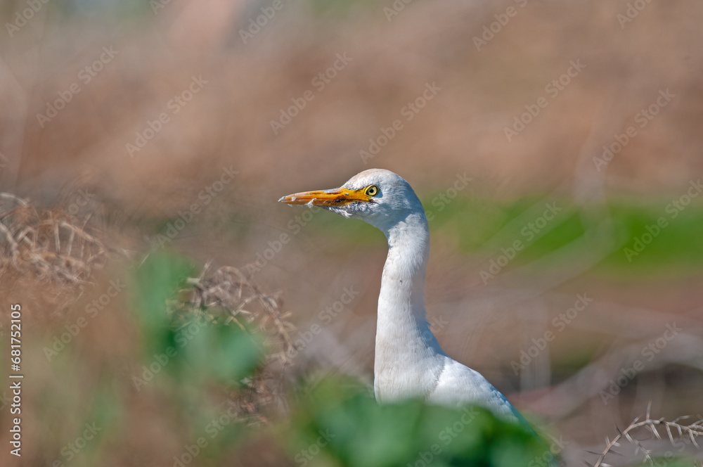 Western cattle heron (Bubulcus ibis) close-up.