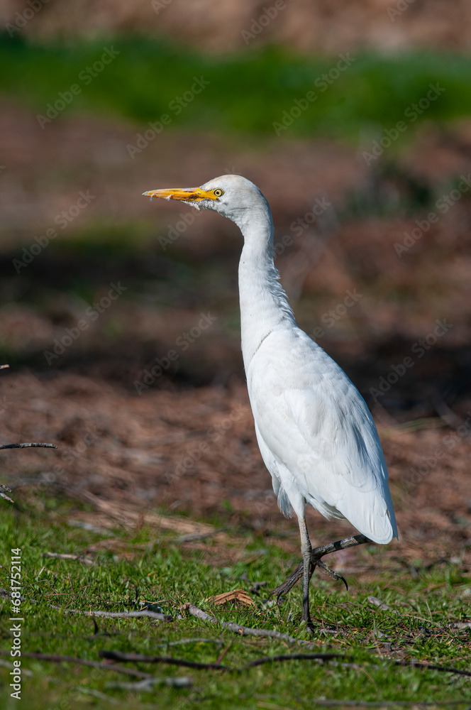 Western cattle heron (Bubulcus ibis) waiting in the grass. Western cattle heron (Bubulcus ibis) waiting in the grass.