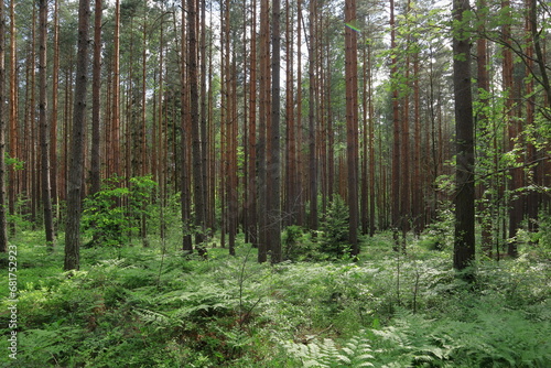 Typical summer forest. Green grass trunks, plenty of pine and fir trees.