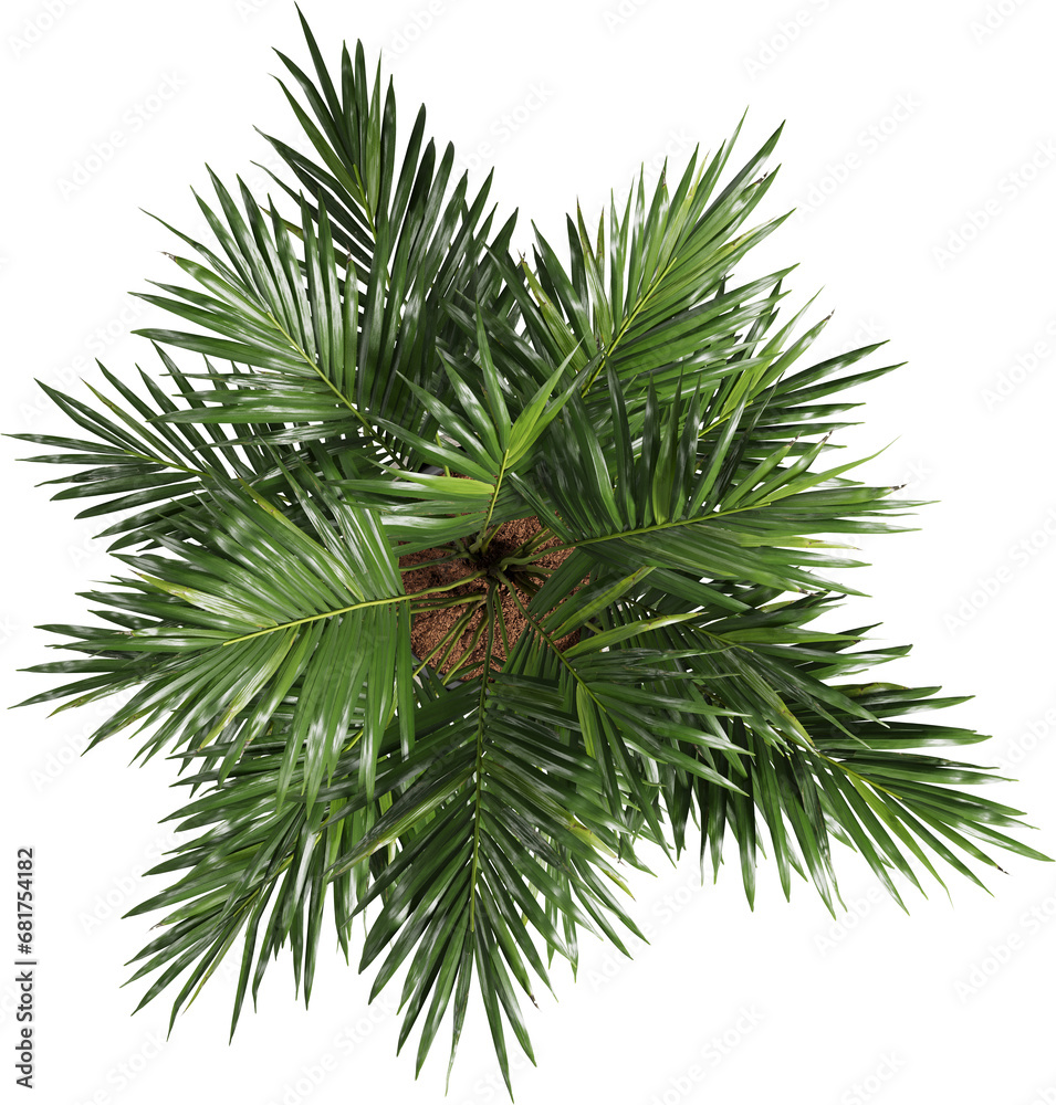 Top view of potted houseplant - Areca Palm