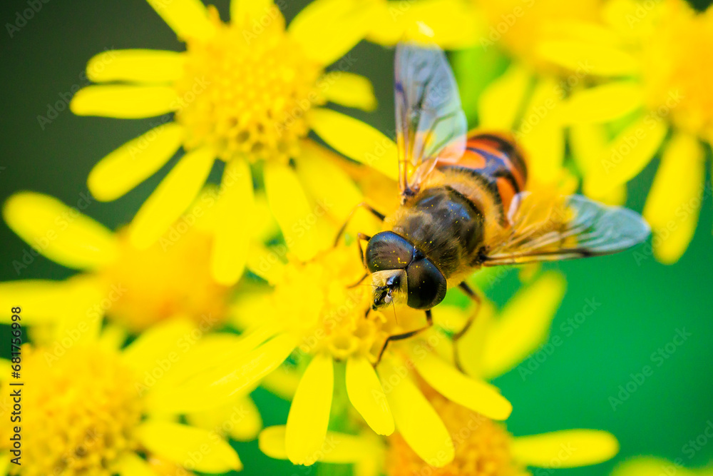 lasioglossum calceatum, a Palearctic species of sweat bee, pollinating lasioglossum calceatum, a Palearctic species of sweat bee, pollinating
