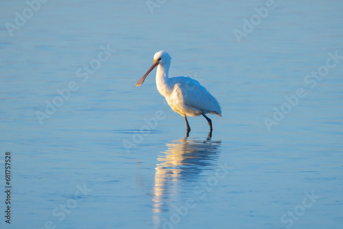 Closeup of a common spoonbill, Platalea leucorodia, foraging