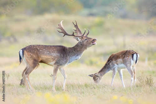 Fallow deer stag  Dama Dama  with big antlers during rutting in Autumn season