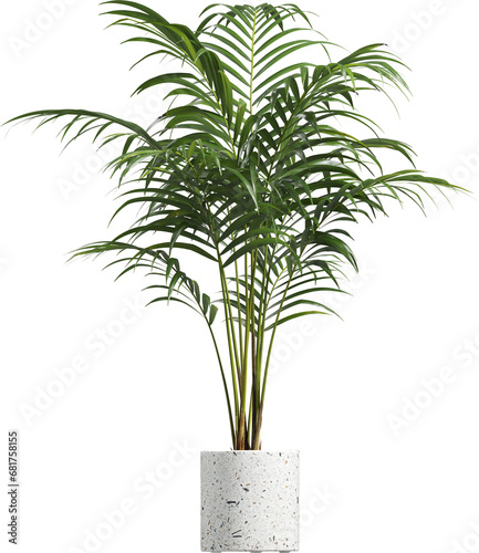 Side view of potted houseplant - Areca Palm photo