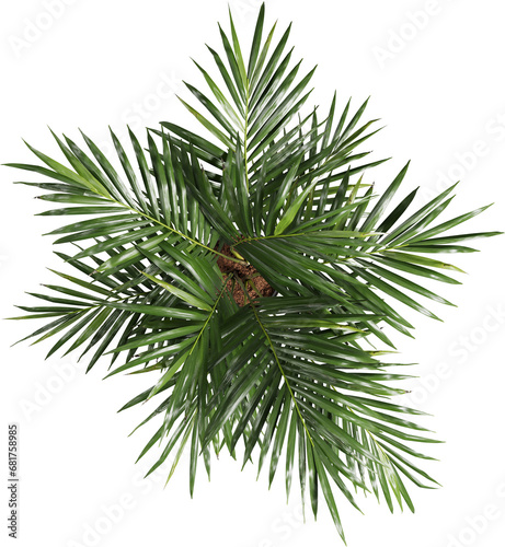 Top view of potted houseplant - Areca Palm
