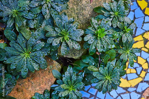 Green leaves of round plants with dew drops above rocks and abstract blue and yellow tiles of mosaic photo