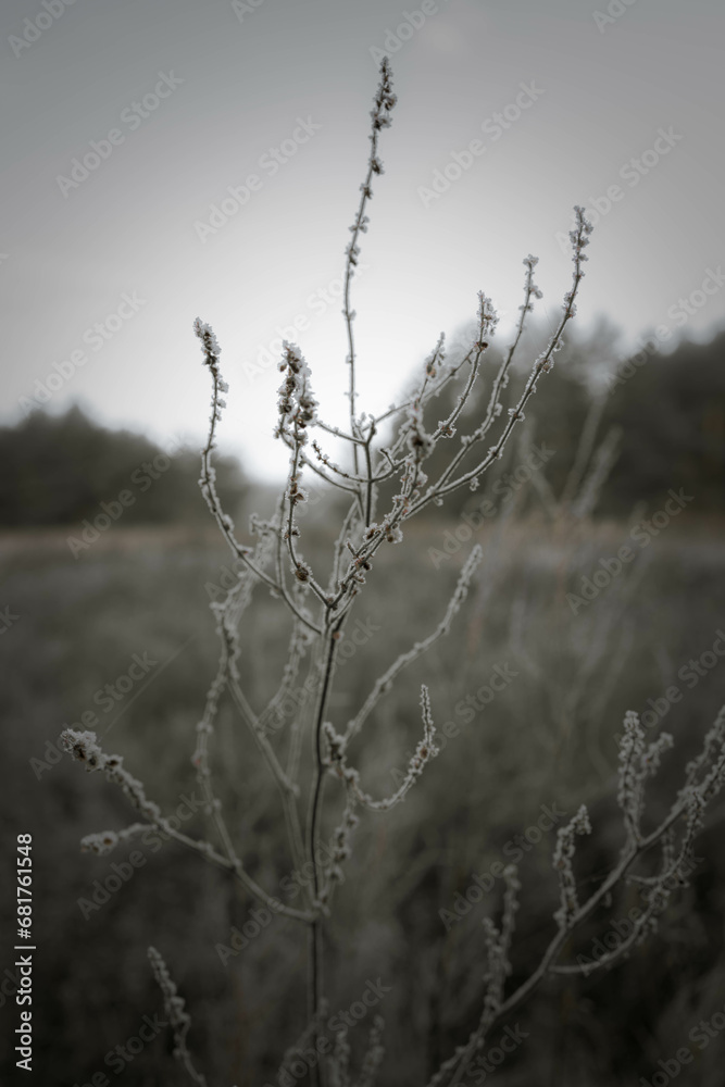 Fototapeta premium In a frosty meadow