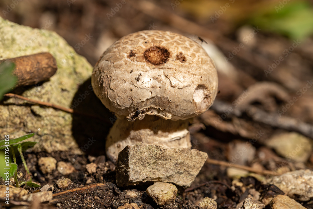 Champignon forest close-up. Agaricus silvaticus. Champignon forest close-up. Agaricus silvaticus.
