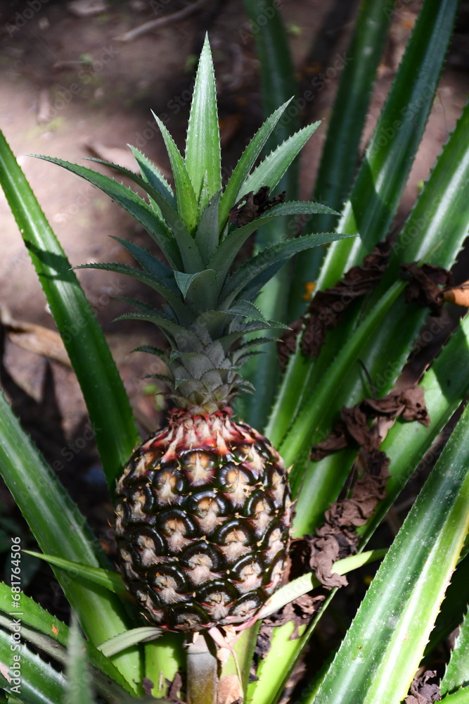 Pineapple fruit and plant in Amazonas Plantation | Peru Pineapple fruit and plant in Amazonas Plantation | Peru