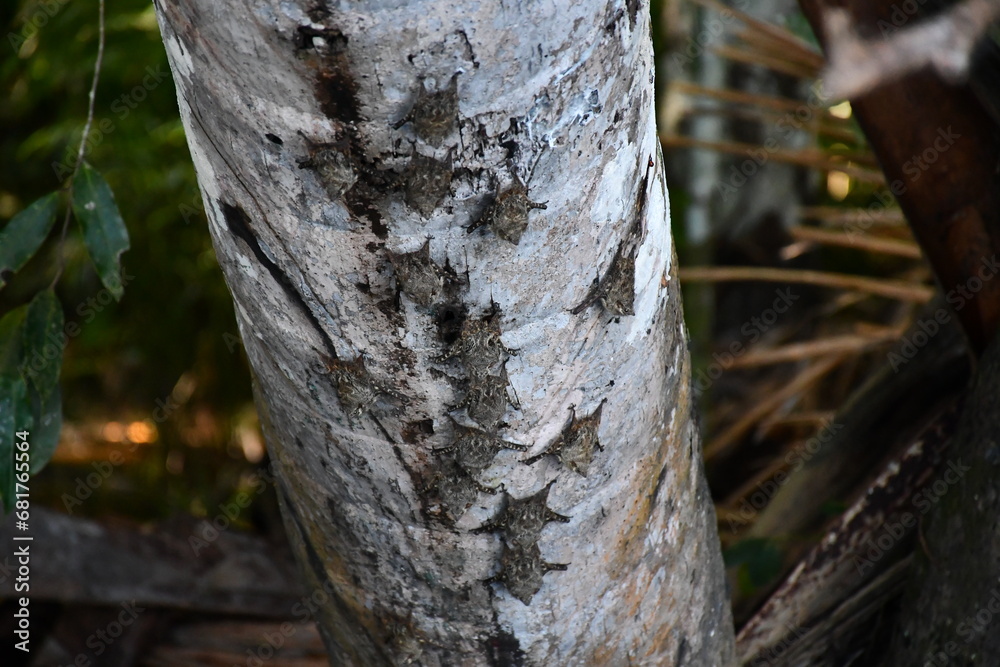 Fototapeta premium Bats at Tree in Amazonas National Park Peru
