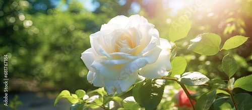 In the summer garden, amidst the vibrant greenery, a beautiful white rose bloomed, its floral beauty captivating all who beheld itâ€”a gift of nature's love in the colorful season of spring. (153 photo