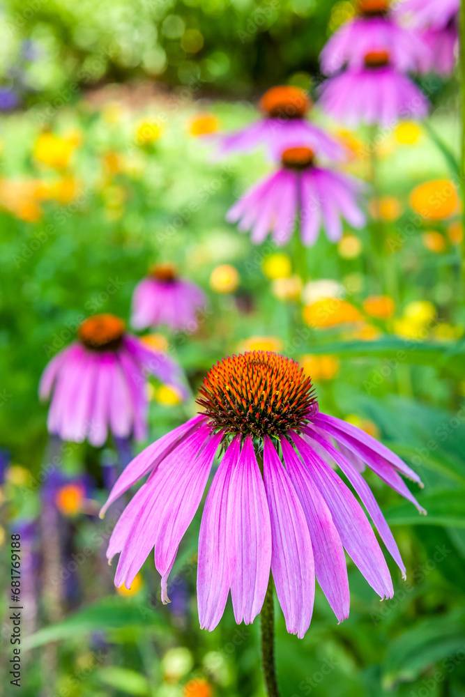 Purple Coneflower in field