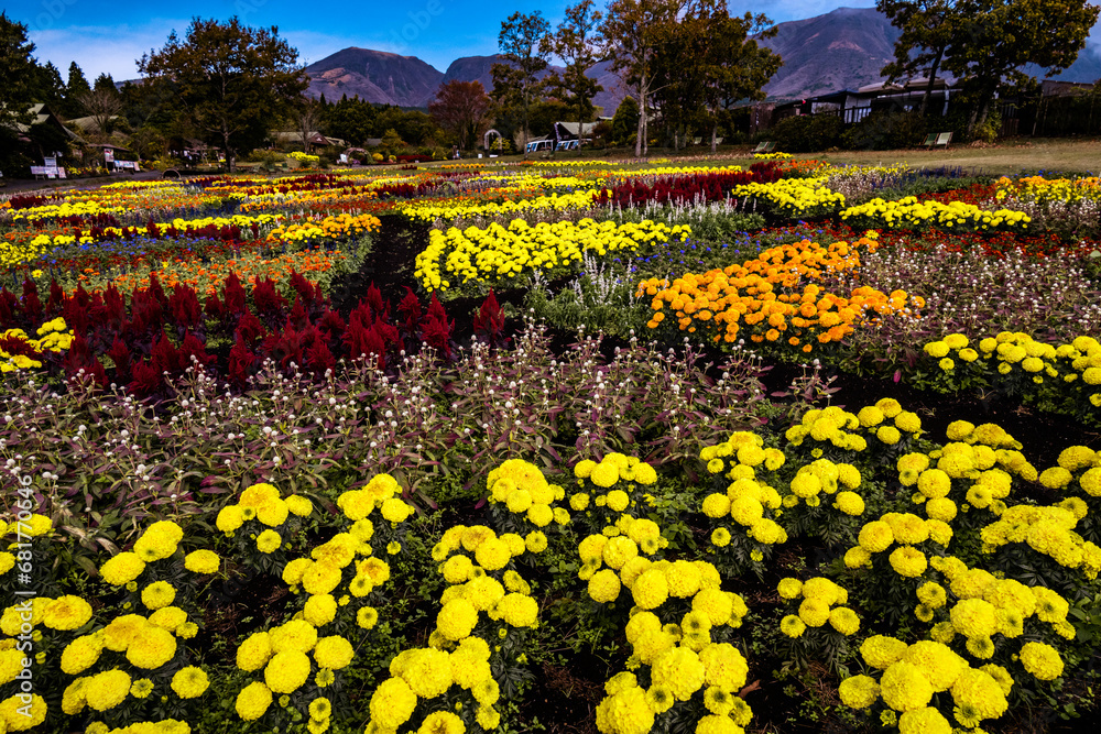 Fototapeta premium 久住の寄せ植え花壇