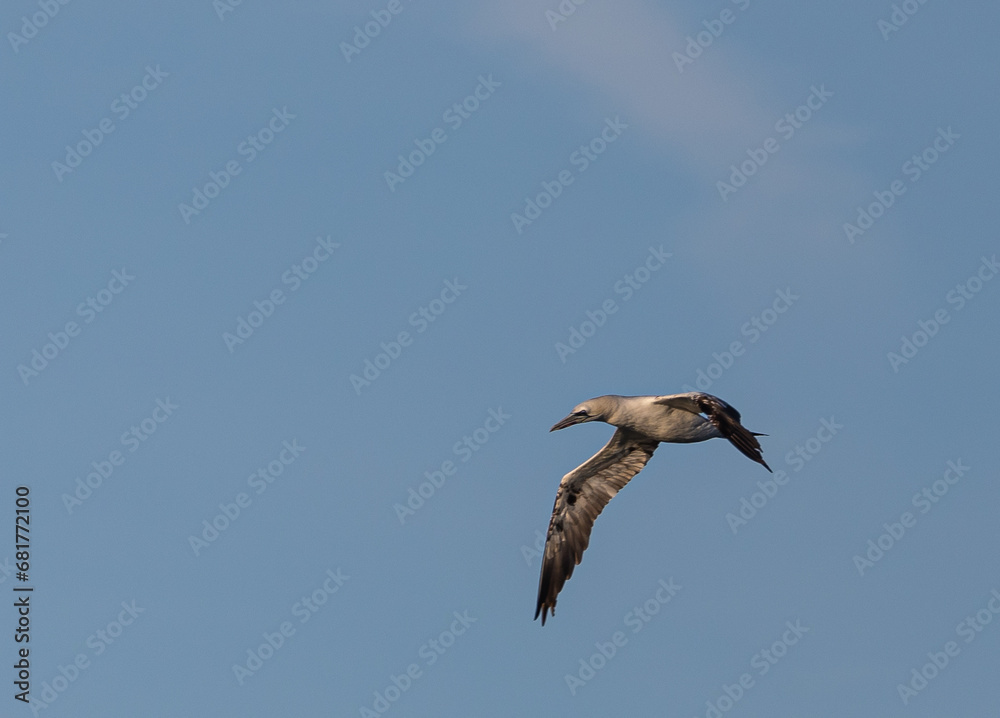 Obraz premium Wading birds on the Cantabrian coast on a sunny autumn day in different situations!