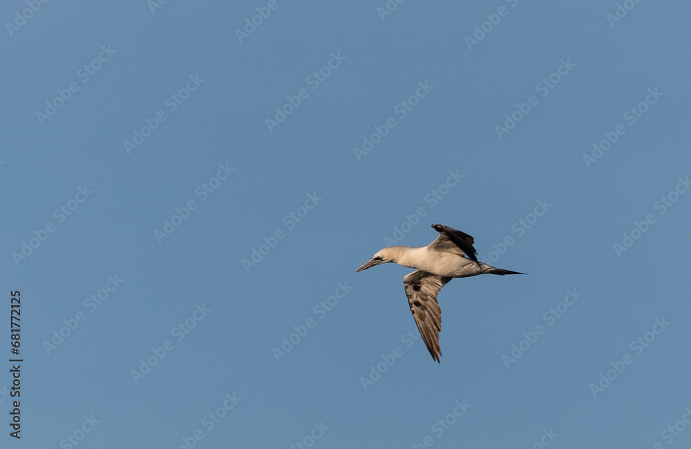 Wading birds on the Cantabrian coast on a sunny autumn day in different situations! Wading birds on the Cantabrian coast on a sunny autumn day in different situations!