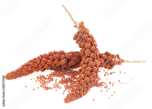 Bild auf Leinwand Red millet twigs and seeds isolated on a white background