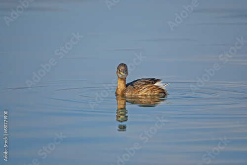 Little Grebe (Tachybaptus ruficollis) swimming in the lake. Burdur lake photo