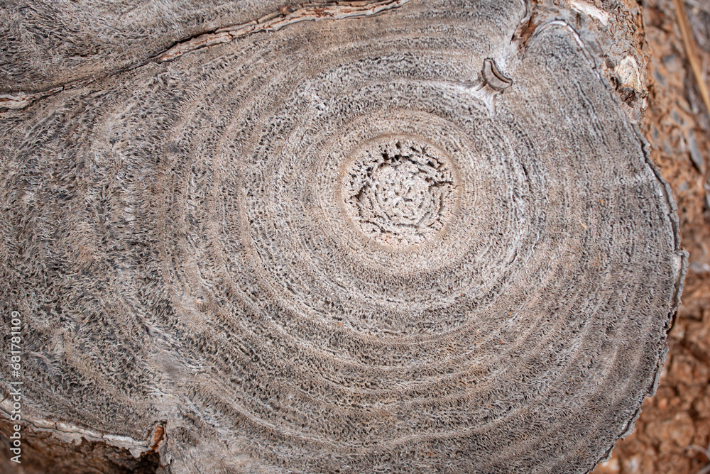Close-up and close-up of the cut surface of the stump of a sawn-off palm tree. The annual rings are clearly visible. - obrazy, fototapety, plakaty 