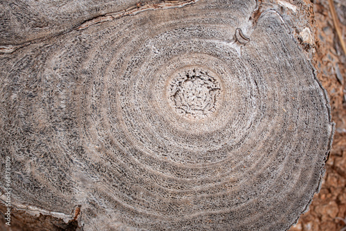 Close-up and close-up of the cut surface of the stump of a sawn-off palm tree. The annual rings are clearly visible.