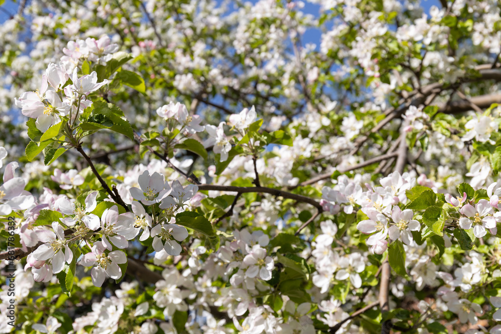 The cherry tree blooms in spring with white flowers. Beautiful background with cherry blossoms The cherry tree blooms in spring with white flowers. Beautiful background with cherry blossoms