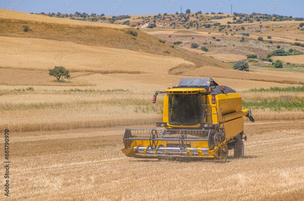 Obraz premium Harvest aerial landscape of combine harvester cutting summer wheat field crop with tractor trailer and blue sky on farm