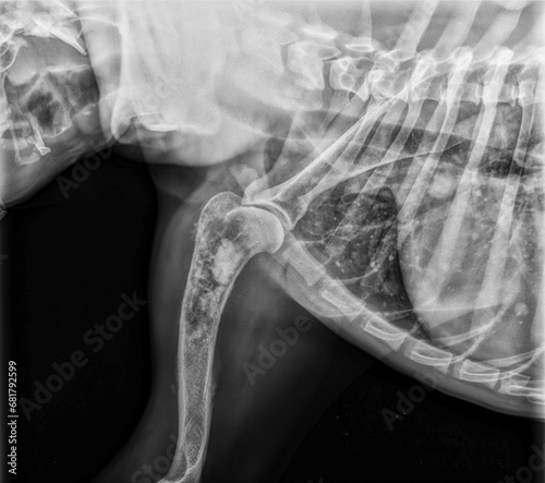 X-ray of an osteosarcoma on a dog humerus with pulmonary metastases.
Radiographie d'un osteosarcome sur un humérus de chien avec metastases pulmonaires.
 photo