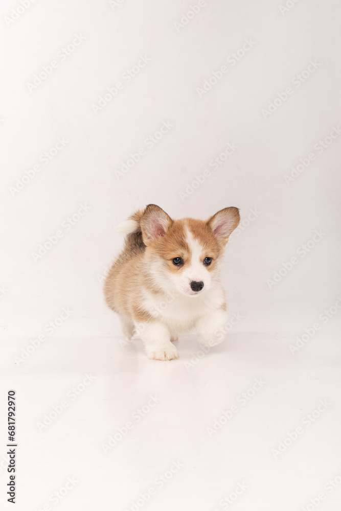 Cute corgi puppy in a white studio Cute corgi puppy in a white studio