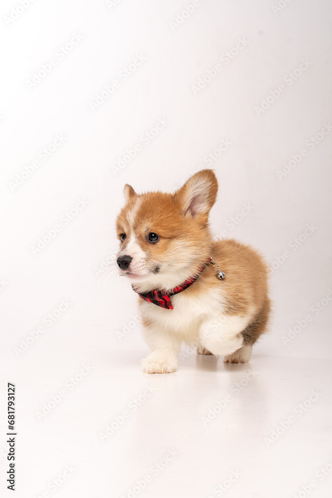 Corgi puppy on white background in studio