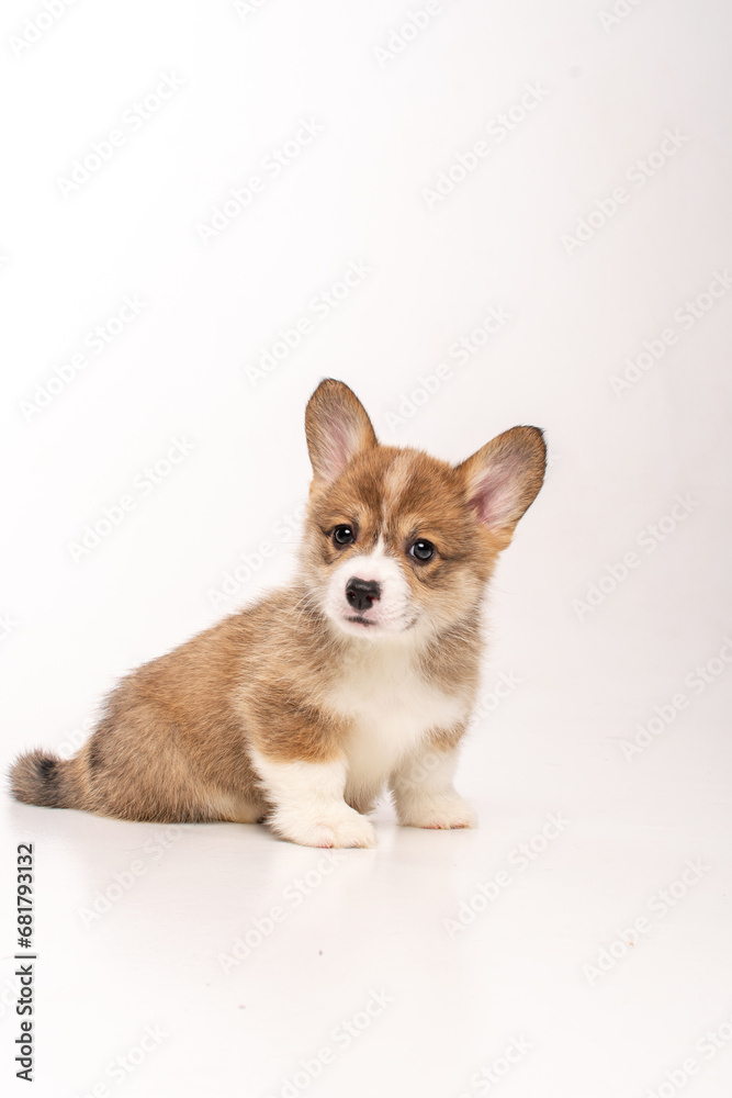 Cute corgi puppy in a white studio