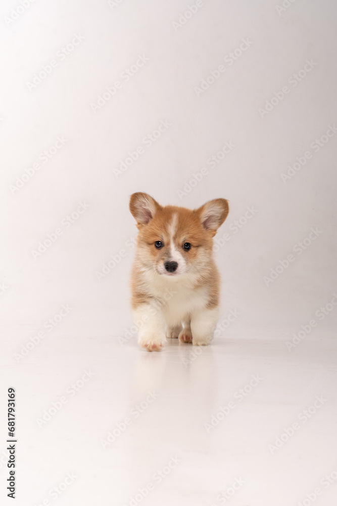 Obraz premium Cute corgi puppy in a white studio
