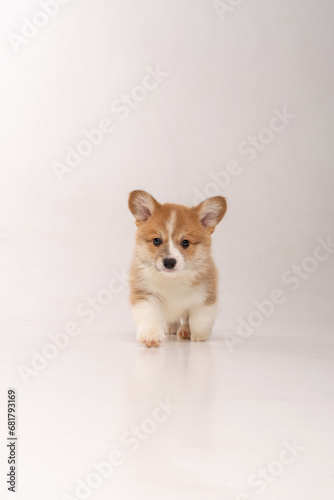 Cute corgi puppy in a white studio