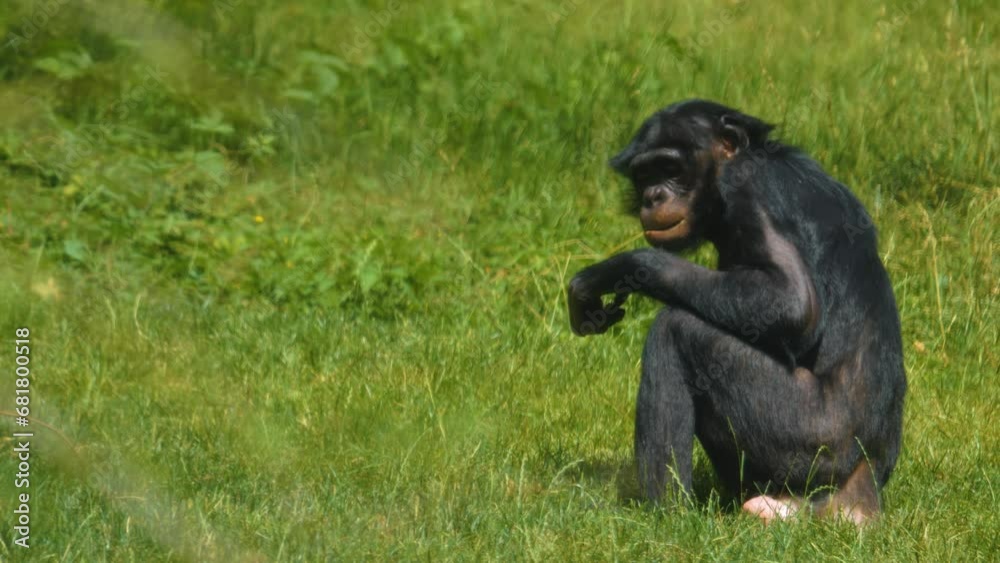 Close up of bonobo ape sitting on a meadow and eating grass- Close up of bonobo ape sitting on a meadow and eating grass-
