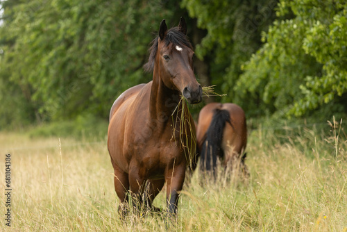 Pferd frißt im hohen Gras