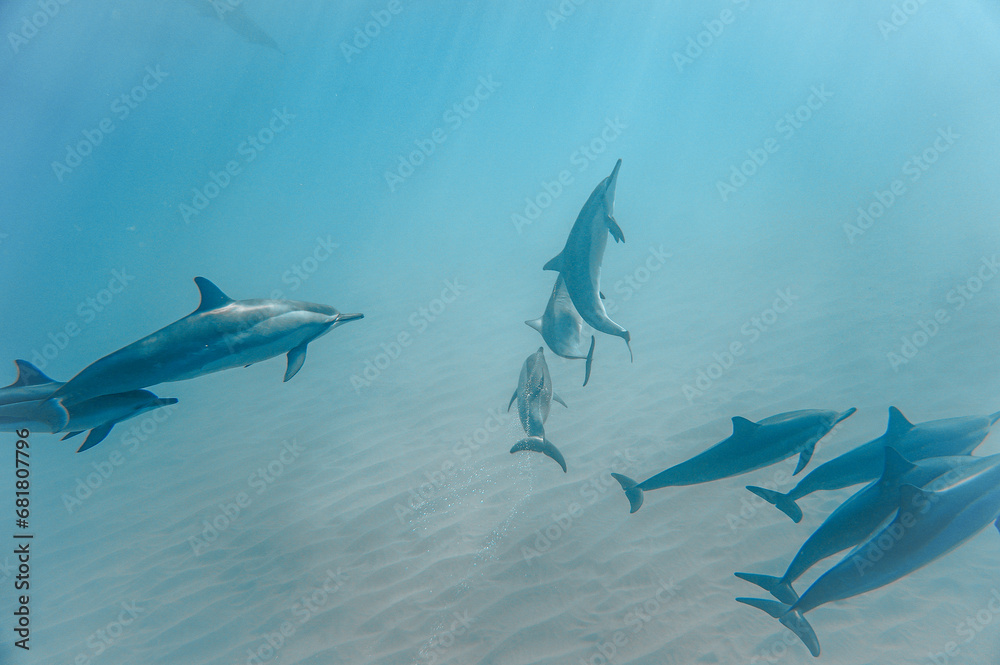 Fototapeta premium Wild Hawaiian Spinner Dolphins swimming in clear ocean water in Hawaii