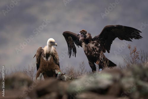 Griffon vulture is fighting with black vulture in Rhodope mountains. Gyps fulvus and aegypius monachus were reintroduce in Bulgaria. Ornithology during winter time.  photo