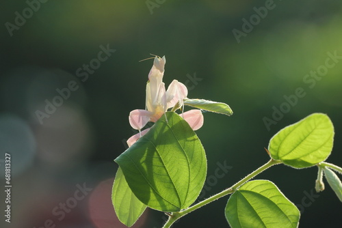 grasshopper, mantis, orchid, mantis orchid on green color leaves