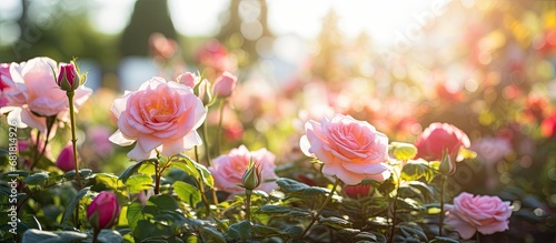 beautiful summer garden, nature blooms with colorful flowers, like the pink roses, their petals adding a touch of floral beauty to the natural surroundings. photo