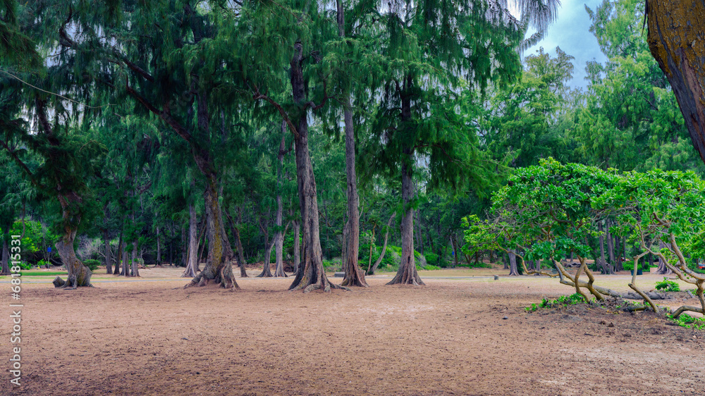 Mature trees on Waimanalo Beach, Oahu, provide shade on sunny days and shelter during rain showers.