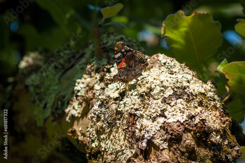 Red Amiral Butterfly on Lichen Covered Tree Branch