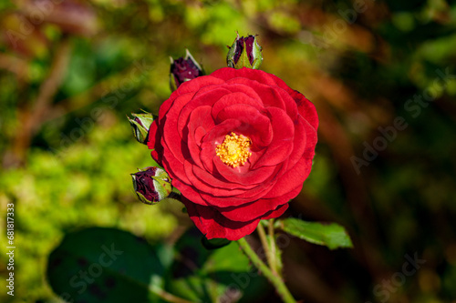 Single Red Rose Surrounded by Four Buds