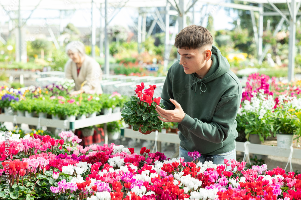 In flower mega market, young guy designer meets and examines cyclamen plants that are trending in current season, available for wholesale and retail purchase.