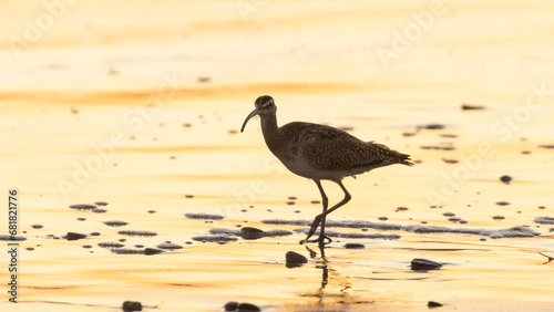 A long billed curlew works it's way among pebbles and bits of sea foam along a beach painted golden by the late evening sunlight.