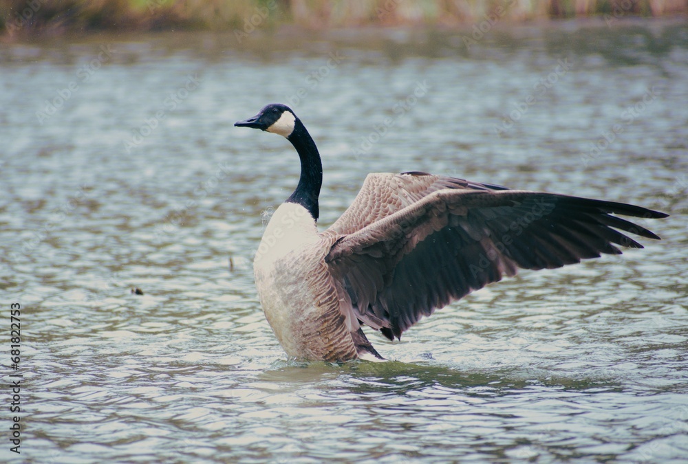 Fototapeta premium Ripple of Farewell Geese Departing, A Fishing Line Trailing