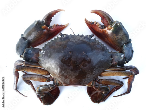 giant black crab on white background