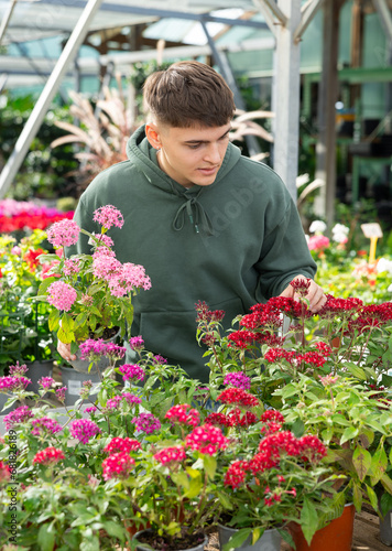 In flower mega market, young guy landscape designer view contemplate and examines pentas plants that are trending in current season, available for wholesale and retail purchase. © JackF